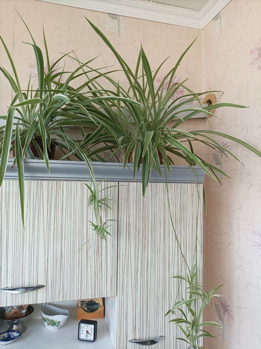 Цветок Хлорофитум