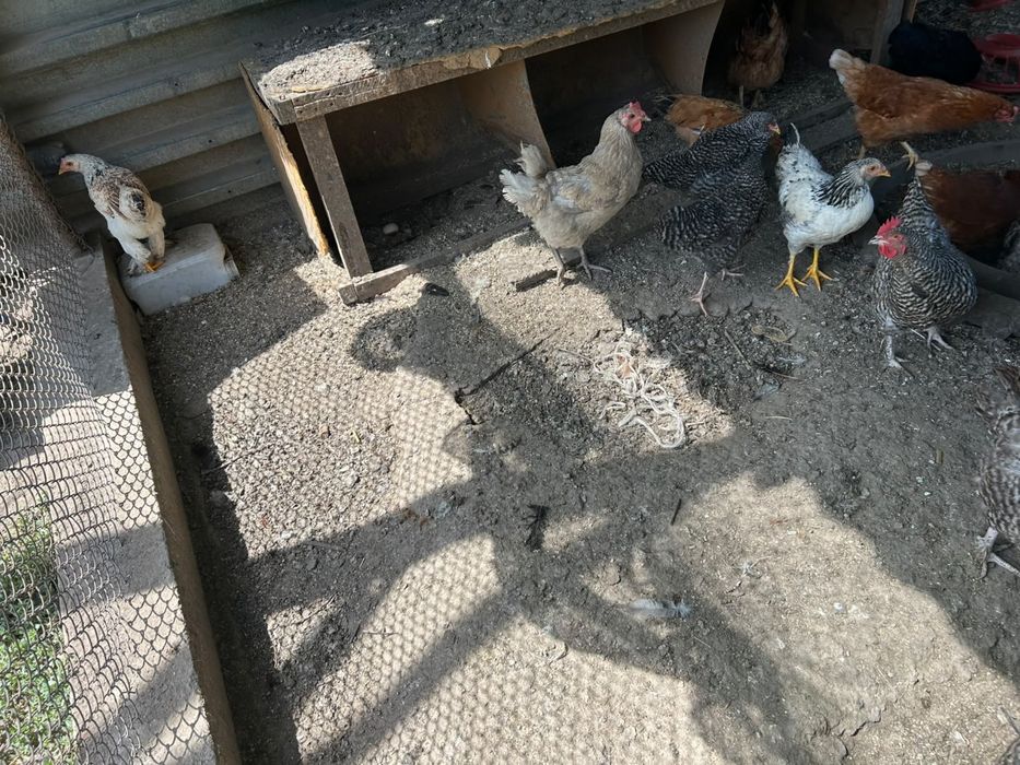 Продам домашних курей несушек