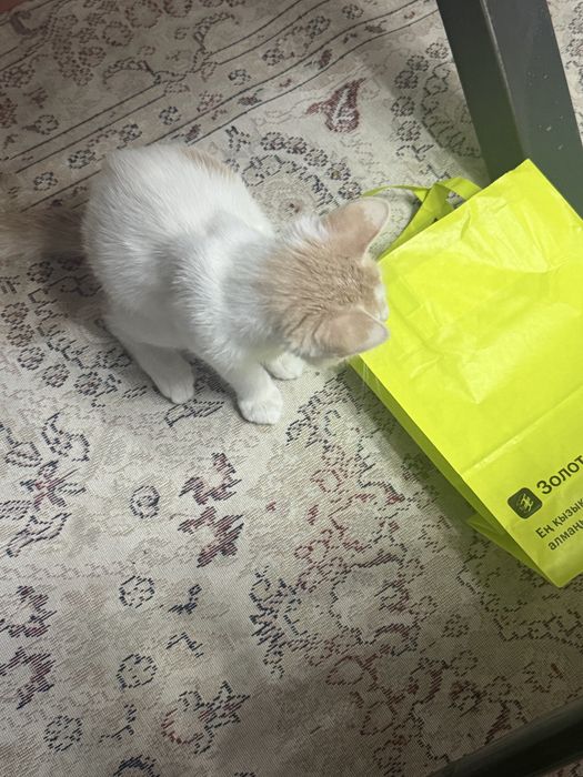 Кошка Котята Шотландка