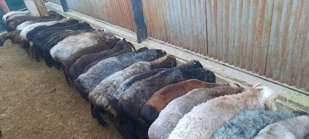 семиз токты тусак кой кошкар сатылады