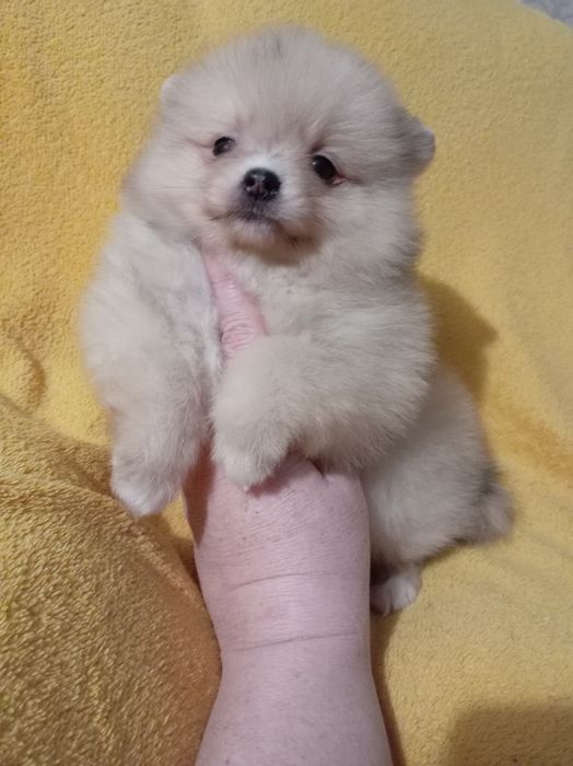 Продам щенка шпица