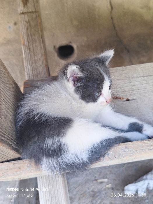 Отдам 4 котят в добрые руки