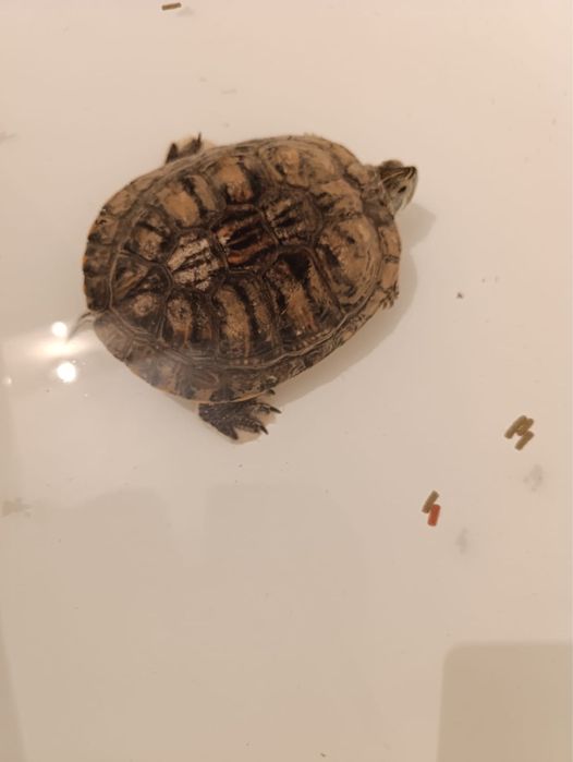 Отдам водную черепаху с аквариумом