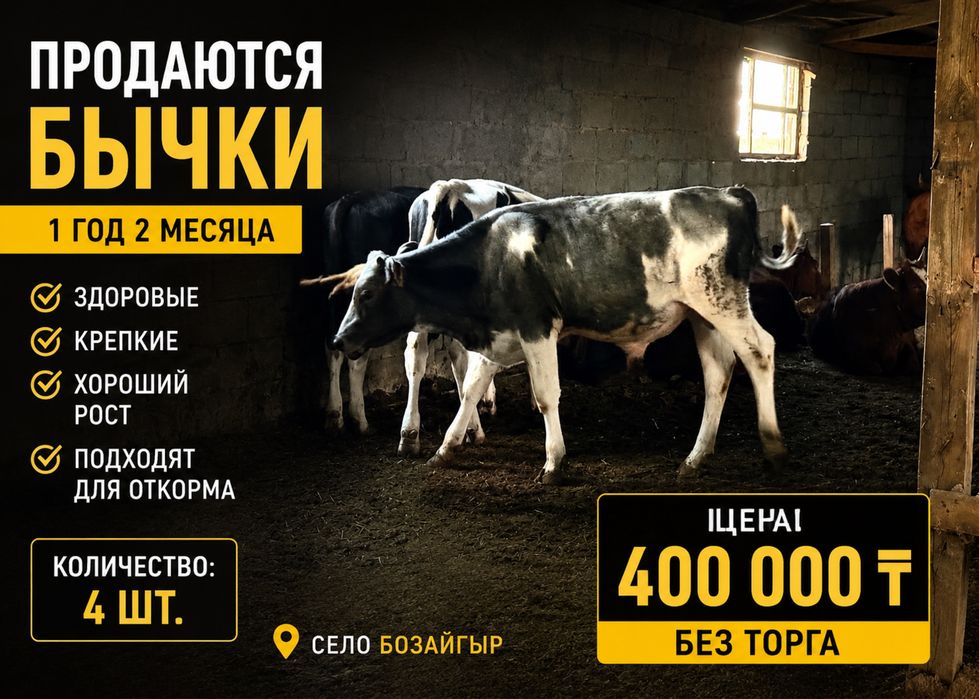 Продам бычки. в количестве 4 шт. возраст 1год и 2 месяца