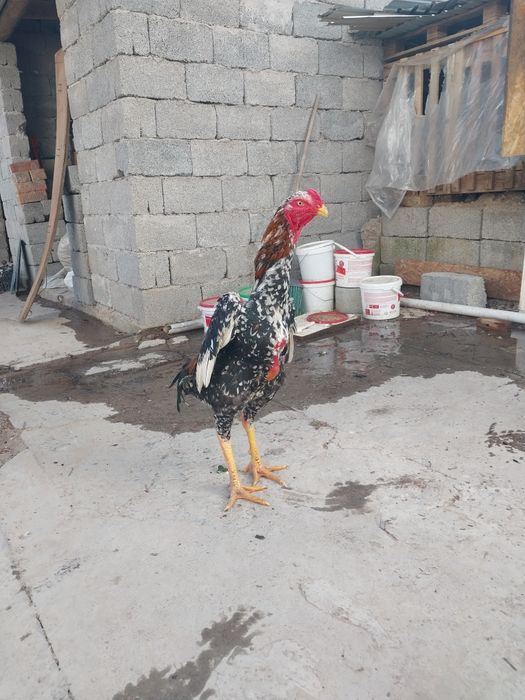 Срочно продам петух