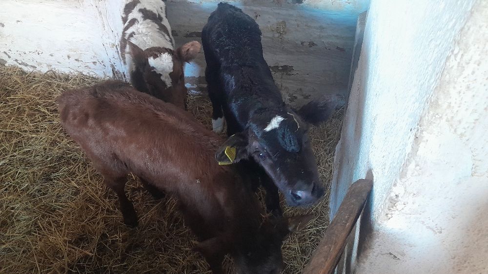Продам телята  разные