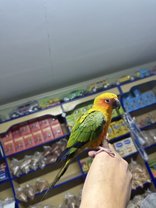 Попугай солнечная аратинга