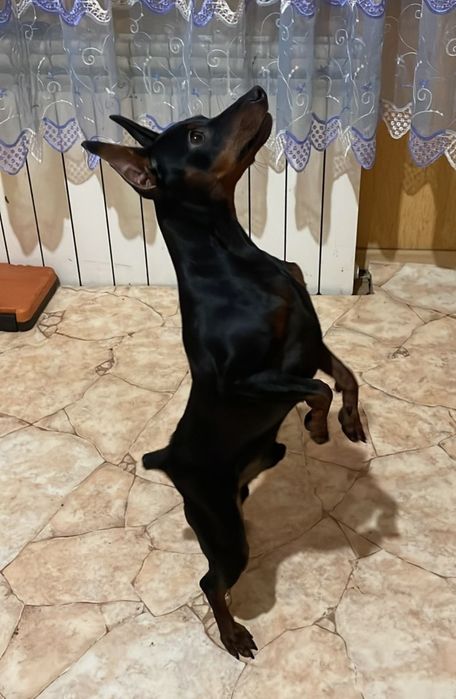 Вязка цвергпинчер