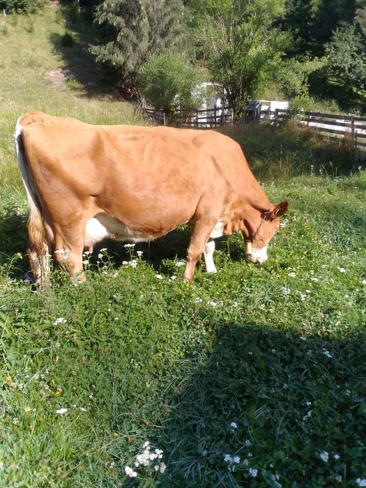 Vând vaca de 7 ani cu vițel