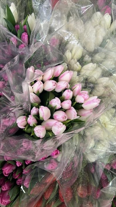 Тюльпаны свежие оптом