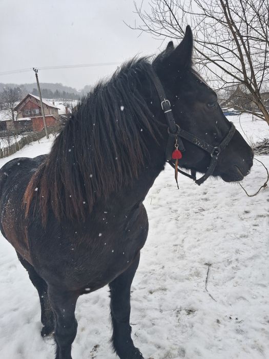 Mânz de vanzare iese de 2 ani la primăvară