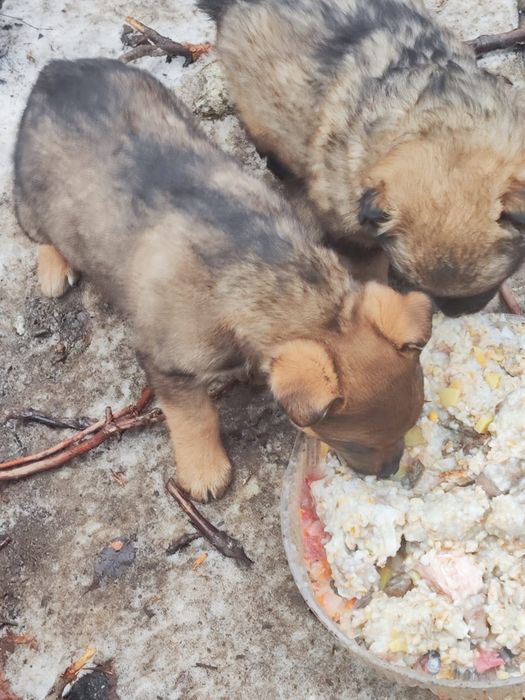 Милые щенята, девочки