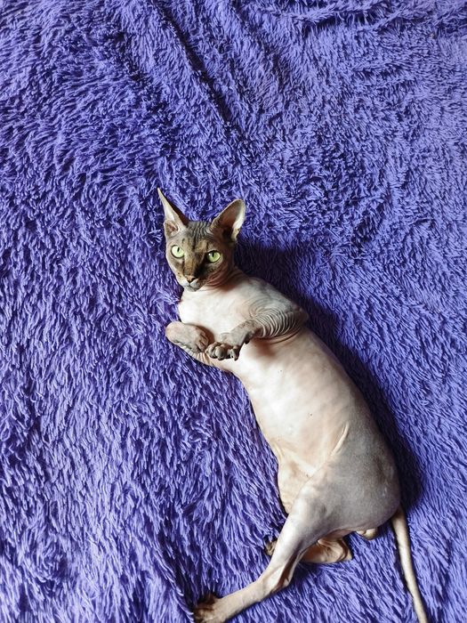 Вязка канадский сфинкс