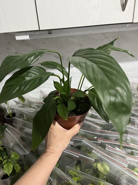 Комнатные растения