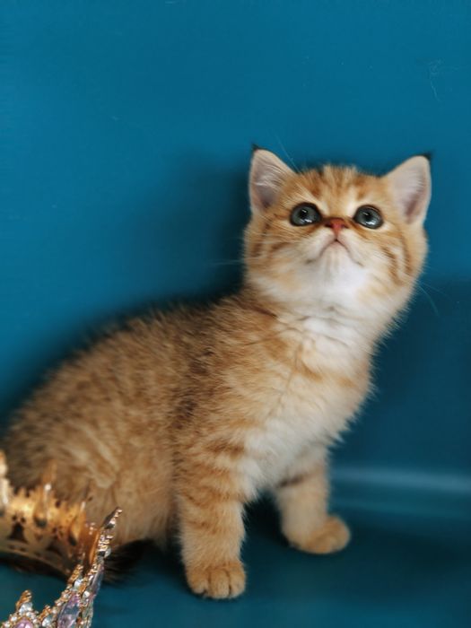Котята Шиншиллы золотые