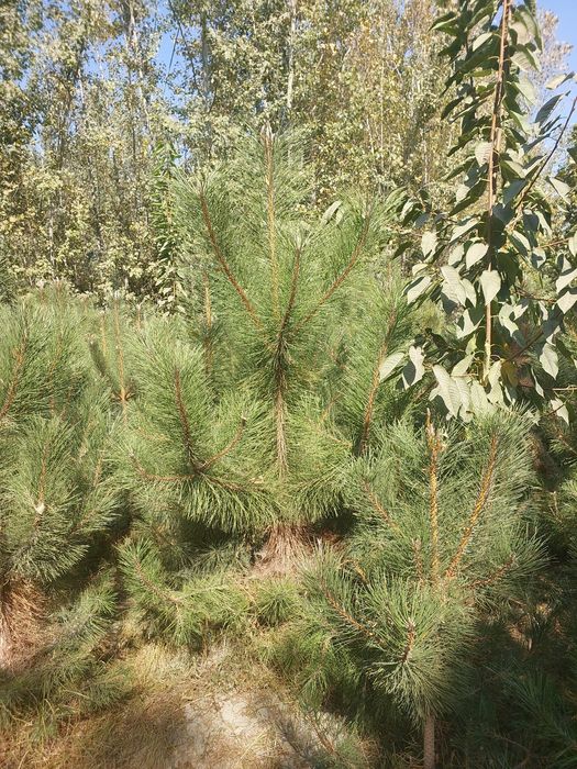 Крымская сосна — с собственного питомника, оптом
