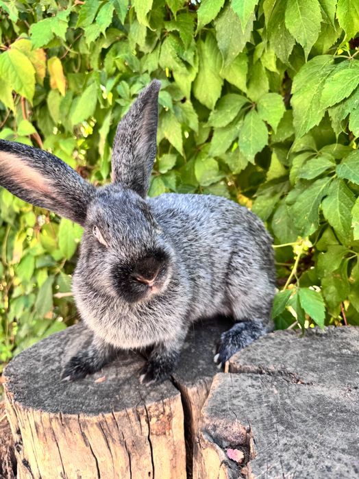 Продается кролик полтавское серебро