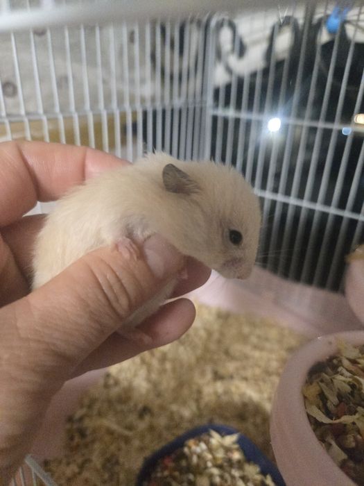 Продаётся сирийские хомячки
