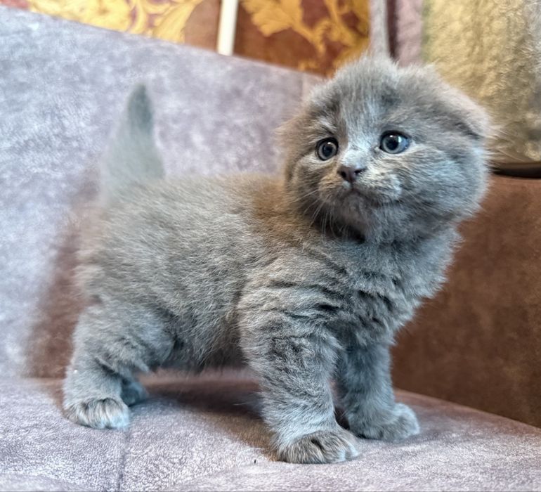 Котята Скоттиш фолд