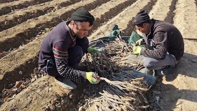 Каврак кучатлари Улжан uljon