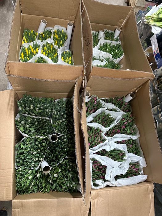 Тюльпаны из Голландии