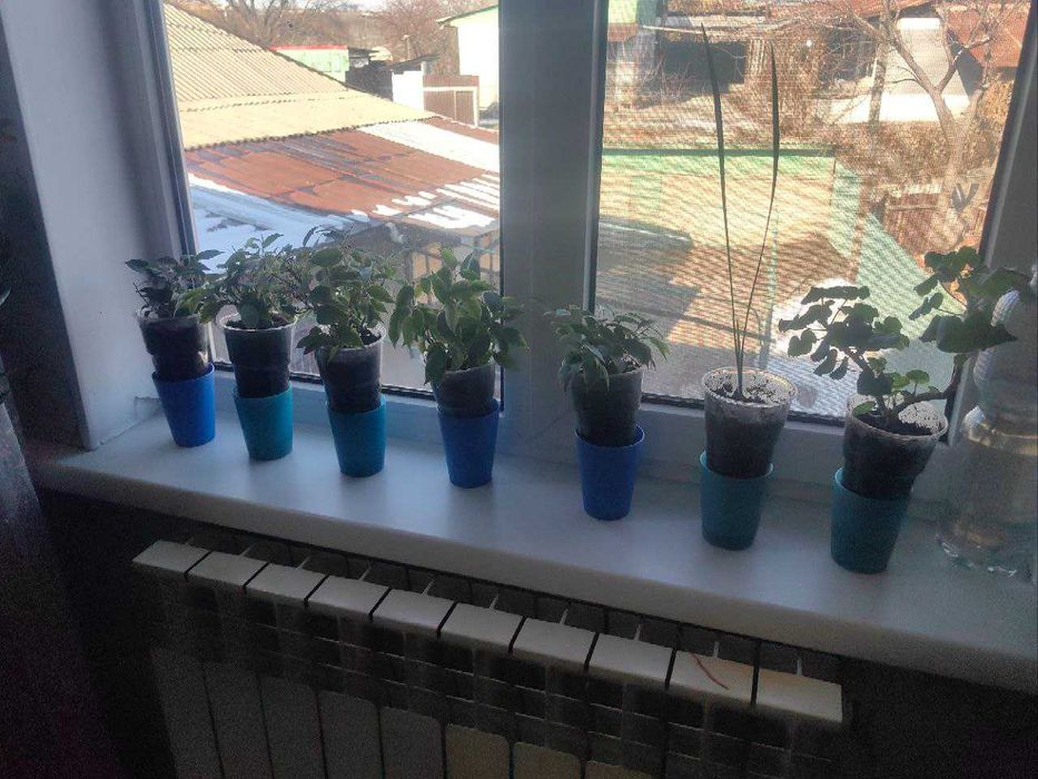 Продам Фикус Бенджамина