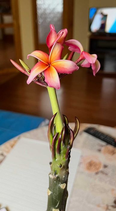 Плумерия (Frangipani) – Хавайско цвете