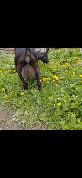 Коза Альпийская 1 окот