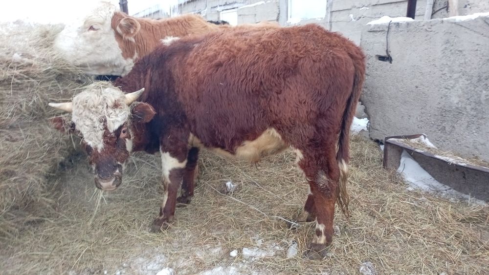 Продам 10 голов Бычков палторашек