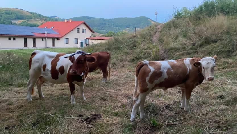 Vacă și vițea de vânzare