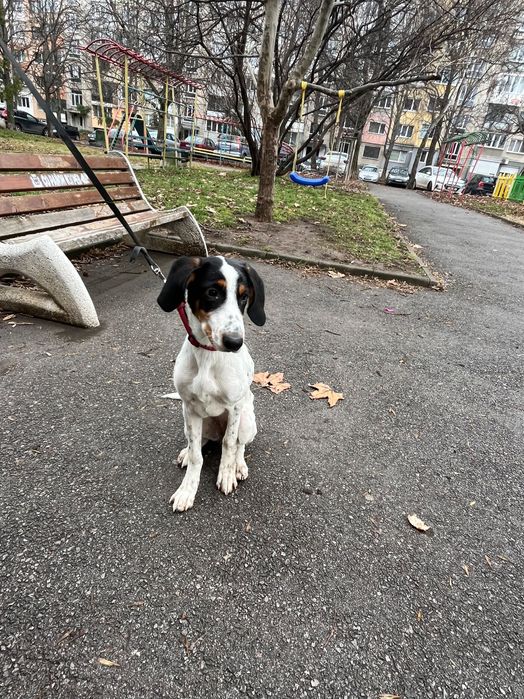 Подаряваме куче на 6 месеца