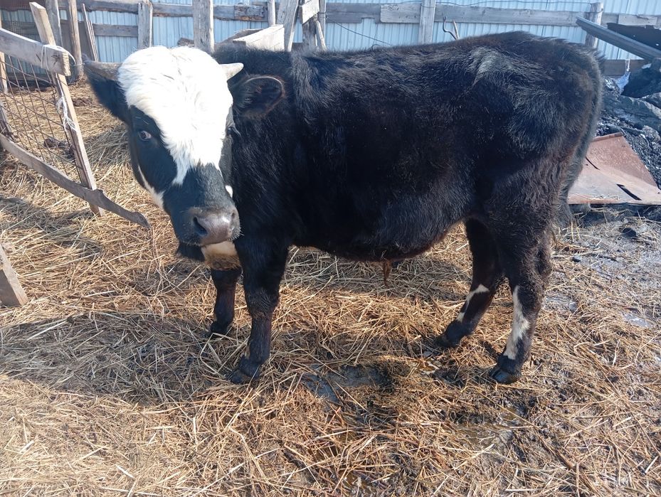 Два бычка продам