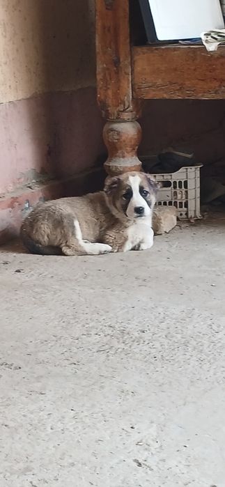 Алабай чупон ит болалари сотилади