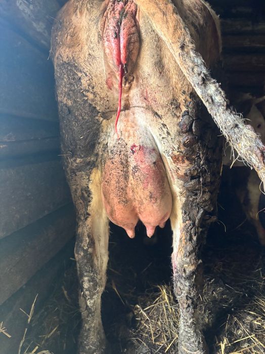 Vaci Baltata Romaneasca