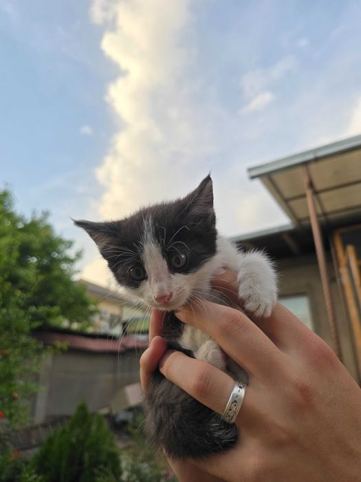 Котята ищут семьи!
