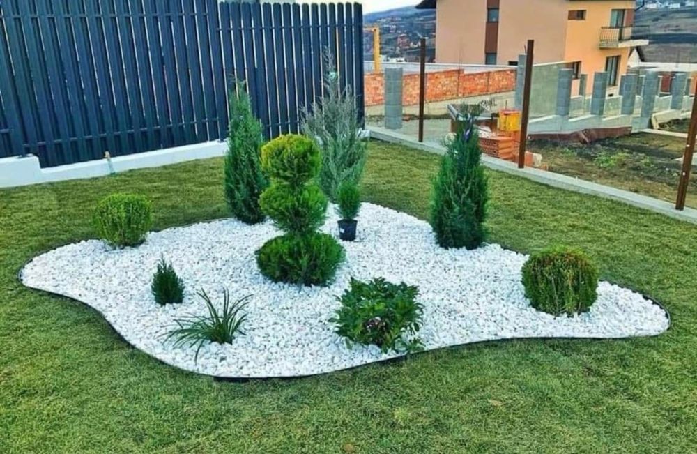 Magnolia palmier tuia catalpa mesteacan amenajari gradini