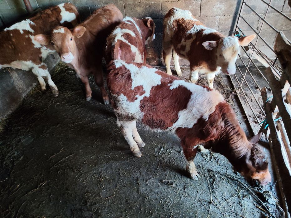 Vând vitei intarcati