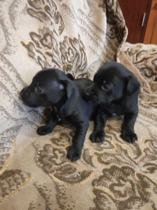 Карликовый пинчер (девочки - метисы)