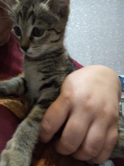 Отдам котят в хорошие и добрые руки