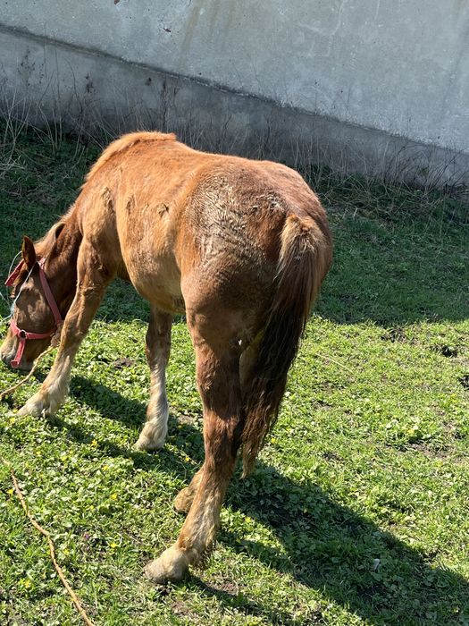 Vând sau  schimb cu o vacă mai multe detalii în privat