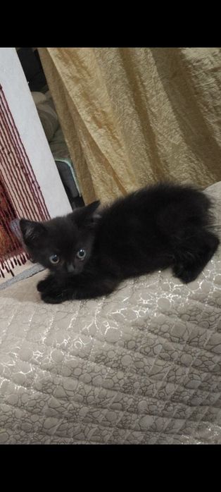 Отдаем котёнка девочку