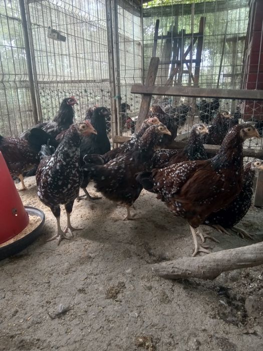 Vând cocoși, găini și pui