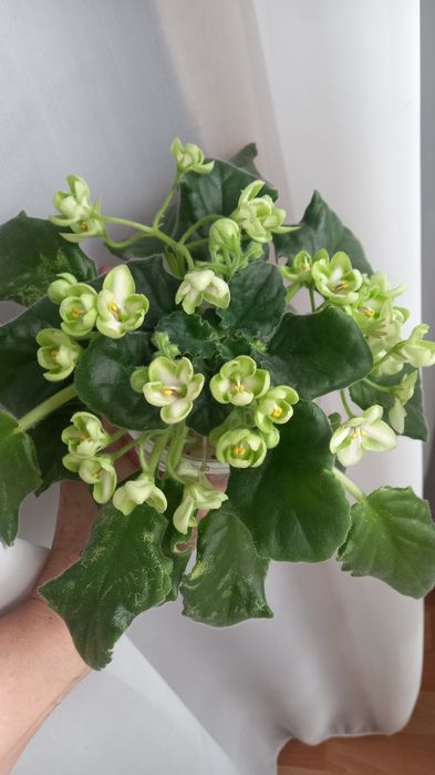 Фиалки сортовые.