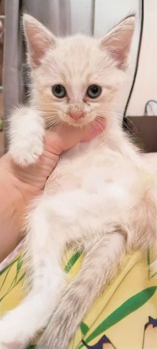 Отдам котят в хорошие руки