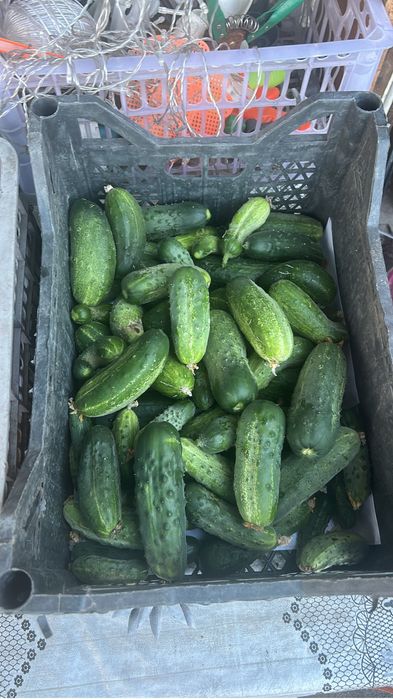 Огурцы домашние продам