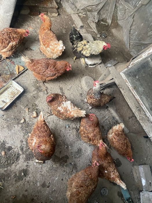 Продам ломан браун