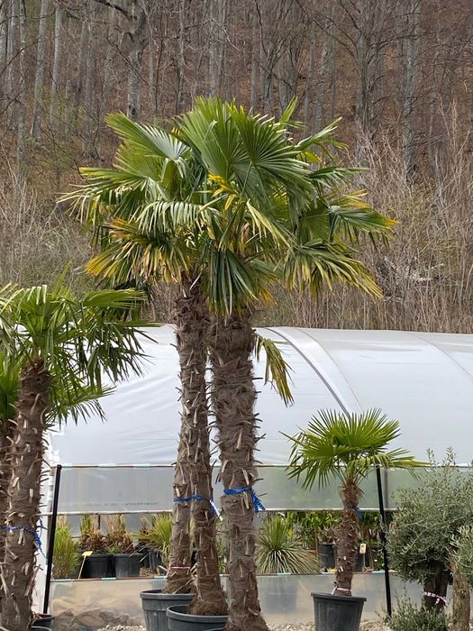 Palmieri Trachycarpus Ornamentali pentru Curți și Grădini Elegante