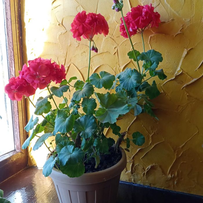 Цветы неприхотливы в новых качественных горшках, листайте фото