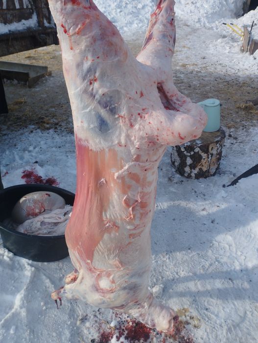 Молодая баранина