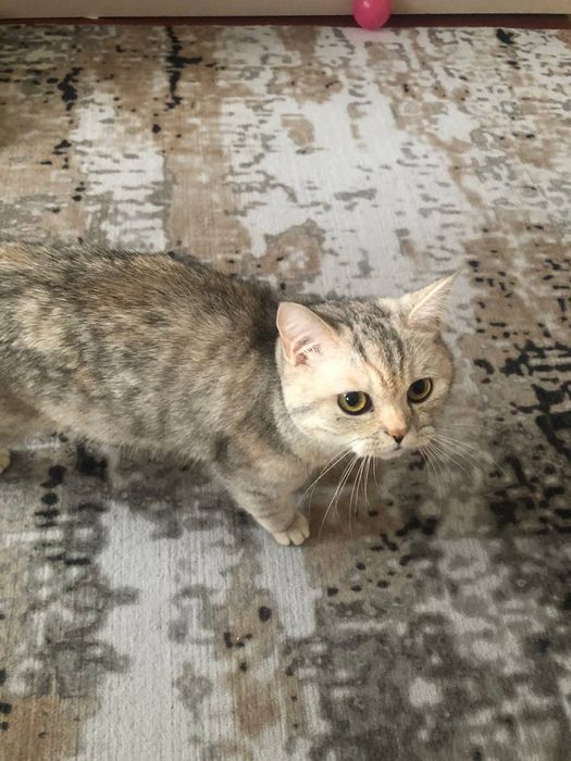 Ona va bola mushuklar sotiladi. Bolachalari 1 oylik . Toza mushukchala